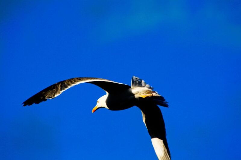 full-day-ponta-de-sao-lourenco-natural-reserve