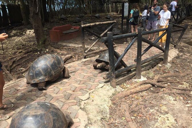 Full-day Prison Island, Nakupenda and Stone Town Tour with Lunch Buffet - Final Thoughts