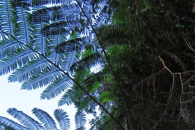 full-day-private-4x4-adventure-in-madeira