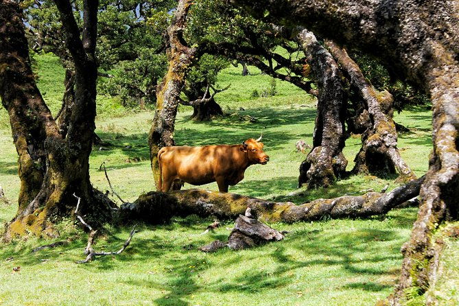 full-day-private-4x4-tour-in-west-madeira-with-local-guide