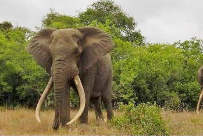 Full day Private Addo elephant safari min 4 pax max 12 pax - Key Points