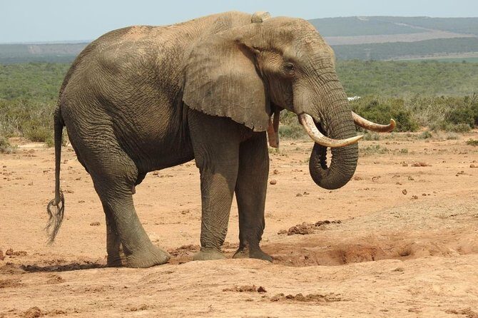 Full day Private Addo elephant safari min 4 pax max 12 pax - What to Expect from the Addo Elephant Safari