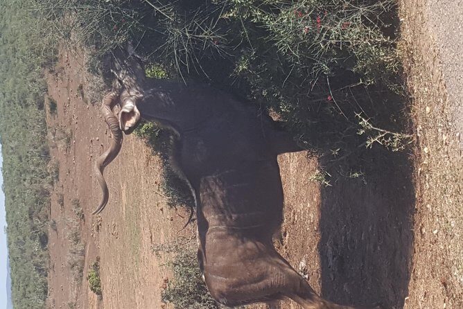 Full day Private Addo elephant safari min 4 pax max 12 pax - Who Is This Tour Best For?