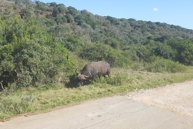 Full day Private Addo elephant safari min 4 pax max 12 pax - Final Thoughts