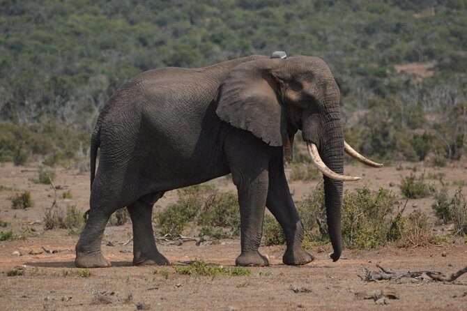 Full day Private Addo elephant safari min 4 pax max 12 pax - FAQ