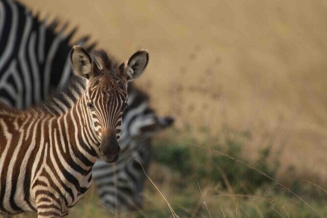 Full Day Private Akagera National Park Safari Tour in Rwanda - The Experience in Detail