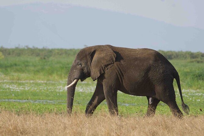 Full Day Private Akagera National Park Safari Tour in Rwanda - Who Should Consider This Tour?