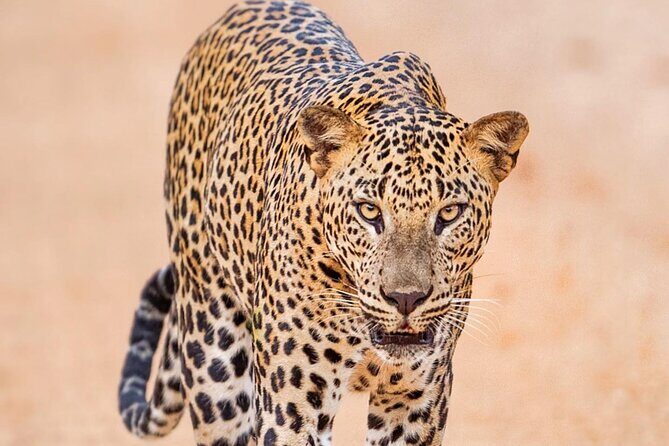 Full-Day Private Akagera National Park Tour with Lunch - Key Points