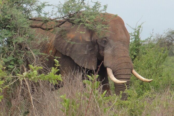 Full-Day Private Akagera National Park Tour with Lunch - Authentic Experiences From Previous Travelers