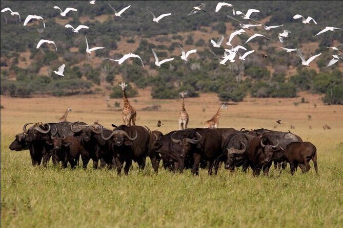 Full-Day Private Akagera National Park Tour with Lunch - FAQ