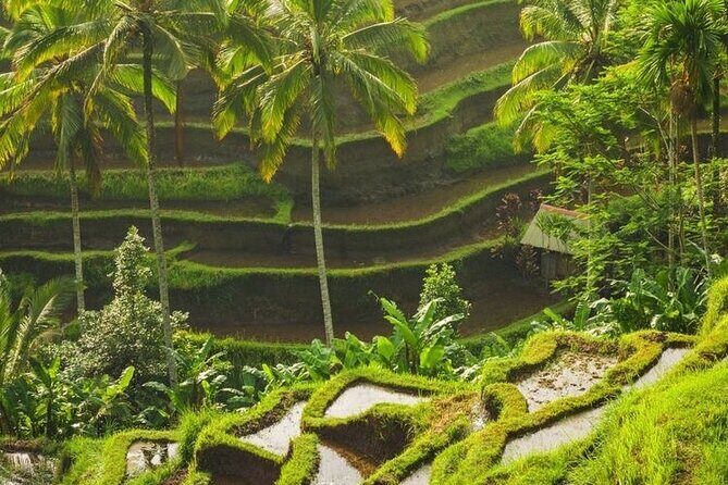 Full-Day Private and Guided Tour Around Ubud - A Deep Dive into the Ubud Experience