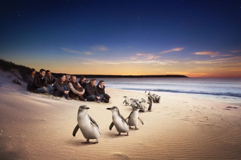 Full-Day Private Australian Wildlife Tour of Phillip Island - Introduction
