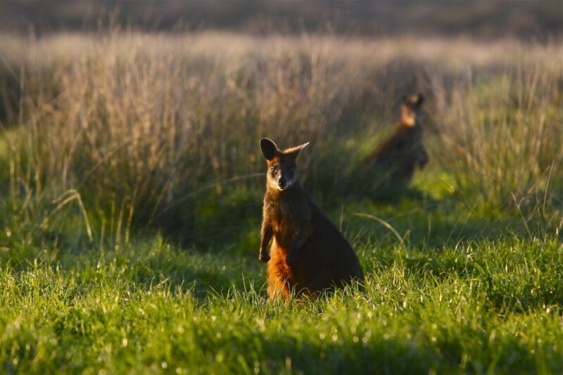 Full-Day Private Australian Wildlife Tour of Phillip Island - Key Points