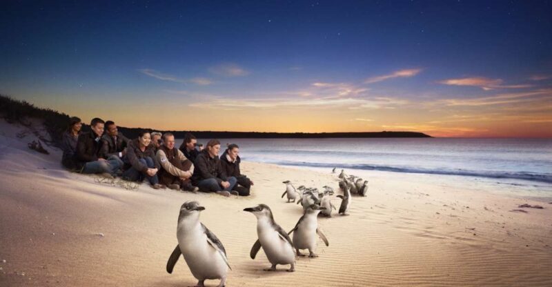 Full-Day Private Australian Wildlife Tour of Phillip Island - What We Loved About This Tour