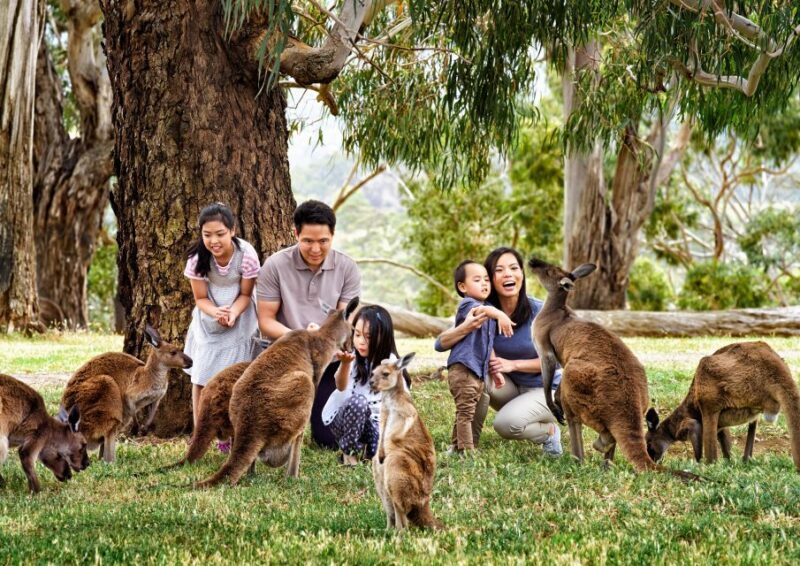 Full-Day Private Australian Wildlife Tour of Phillip Island - The Sum Up