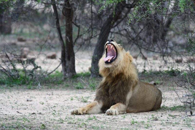 Full-Day Private Big 5 Safari in Kruger National Park - Exploring the Itinerary in Detail