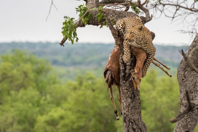 Full-Day Private Big 5 Safari in Kruger National Park - Guides and Reviews