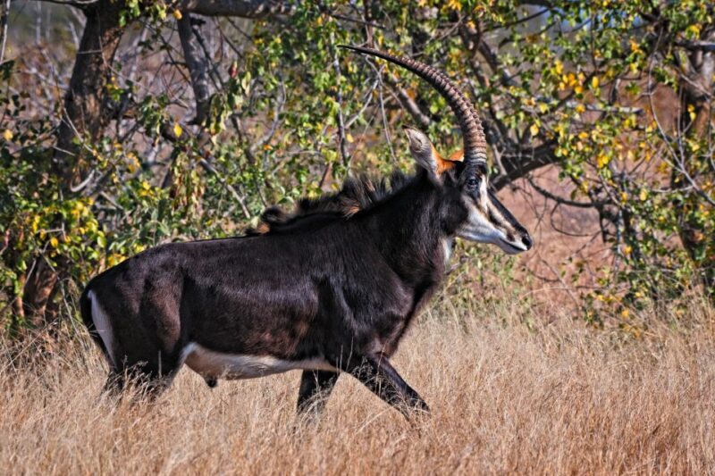 Full-Day Private Big 5 Safari in Kruger National Park - What to Know Before You Go