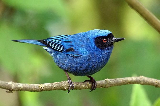 full-day-private-birding-tour-in-la-paz-refuge-alambi-hummingbird-sanctuary