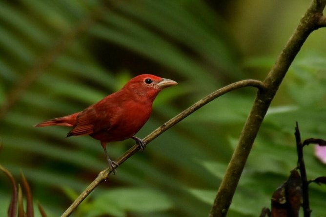 full-day-private-birding-tour-in-la-paz-refuge-alambi-hummingbird-sanctuary