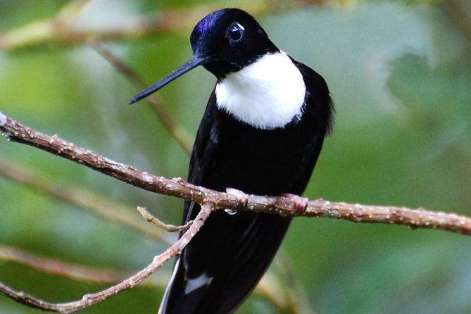 full-day-private-birding-tour-in-la-paz-refuge-alambi-hummingbird-sanctuary