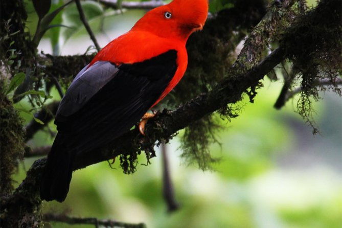 full-day-private-birding-tour-in-la-paz-refuge-alambi-hummingbird-sanctuary