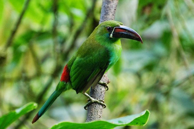 full-day-private-birding-tour-in-la-paz-refuge-alambi-hummingbird-sanctuary