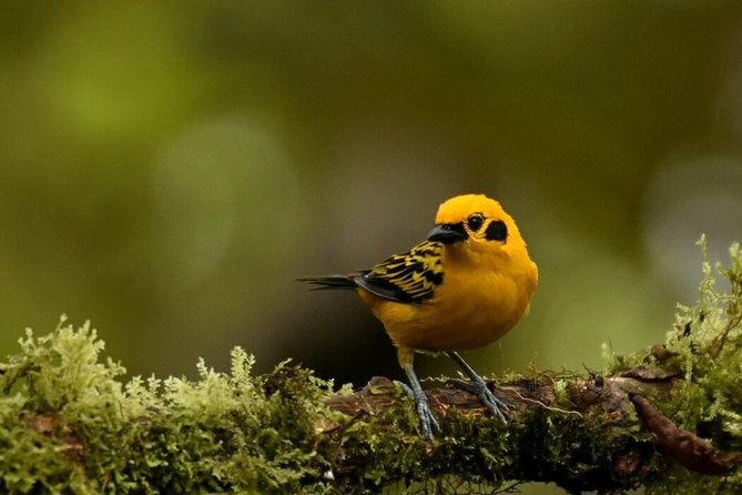 full-day-private-birding-tour-in-la-paz-refuge-alambi-hummingbird-sanctuary