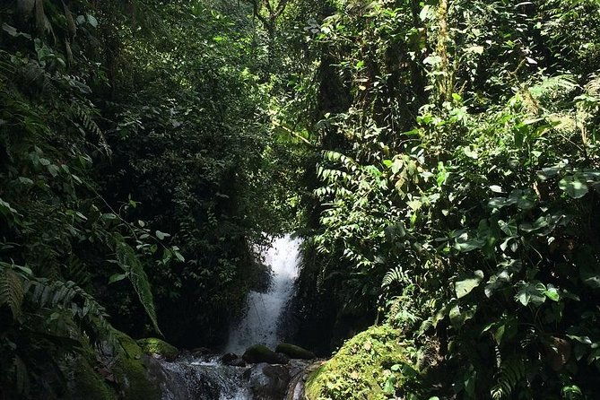 full-day-private-birding-tour-in-la-paz-refuge-alambi-hummingbird-sanctuary