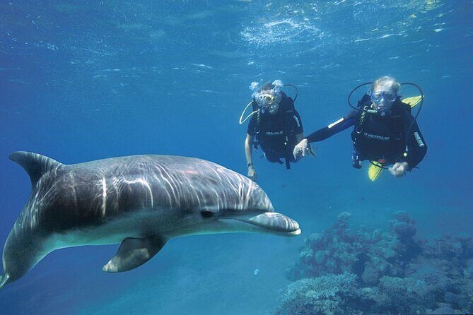 Full Day Private Boat Trip Dolphin House, Snorkeling - Hurghada - What’s Included and What You Should Consider