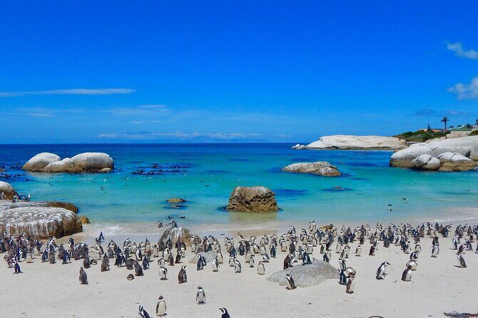 Full Day Private Cape Peninsula and Boulders Beach Tour - What Makes This Tour Stand Out?