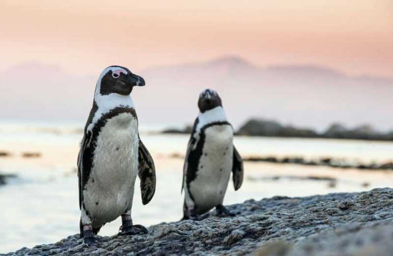Full Day Private Cape Peninsula and Boulders Beach Tour - Key Points