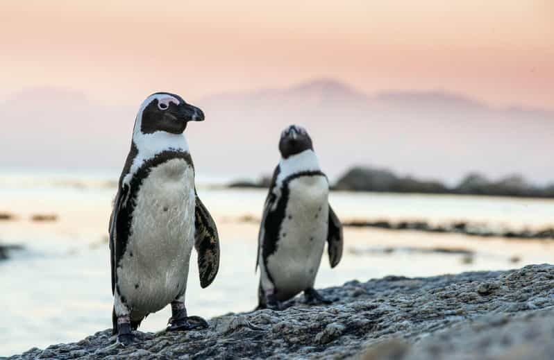 Full Day Private Cape Peninsula and Boulders Beach Tour - Discovering the Beauty of the Cape Peninsula