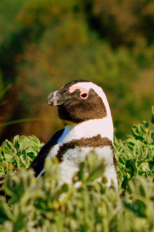 Full Day Private Cape Peninsula and Boulders Beach Tour - Analyzing the Value for Money