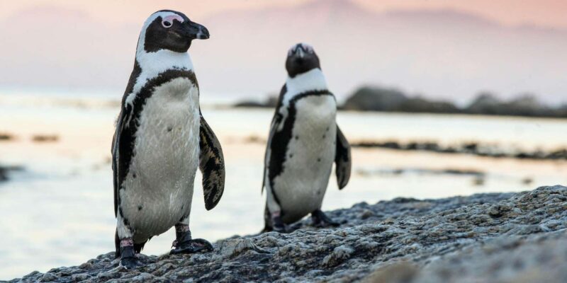 Full Day Private Cape Peninsula and Boulders Beach Tour - Who Should Consider This Tour?