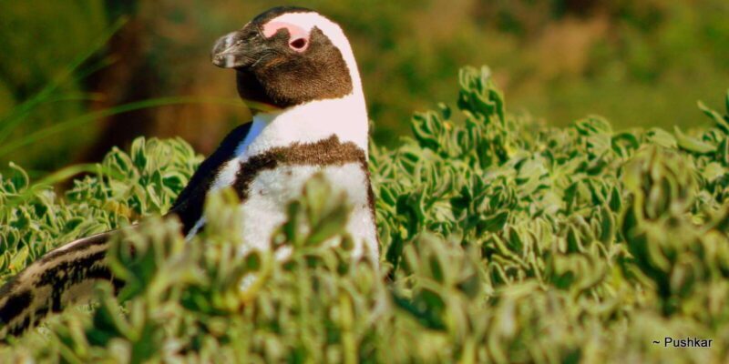 Full Day Private Cape Peninsula and Boulders Beach Tour - The Sum Up