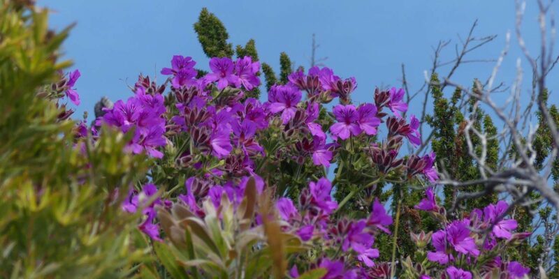 Full Day Private Cape Peninsula and Boulders Beach Tour - FAQ