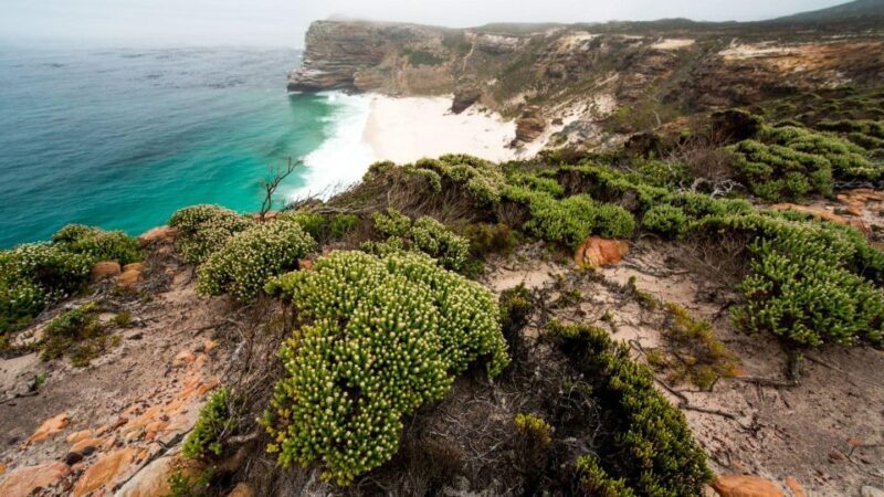 Full Day Private Cape Peninsula and Boulders Beach Tour - Key Points