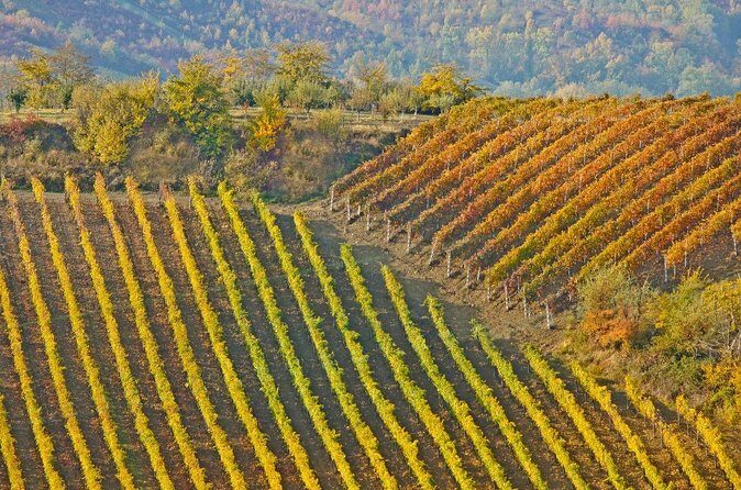 Full Day Private Chateau Changyu Wine Tour from Beijing - Final Thoughts: Who Is This Tour Best For?