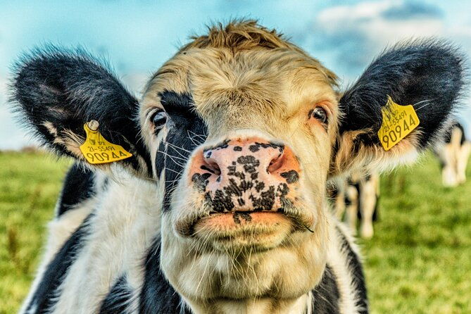 full-day-private-cultural-tour-in-dingle-peninsula