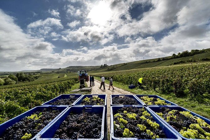 full-day-private-guided-tour-of-champagne-wih-hotel-pickup