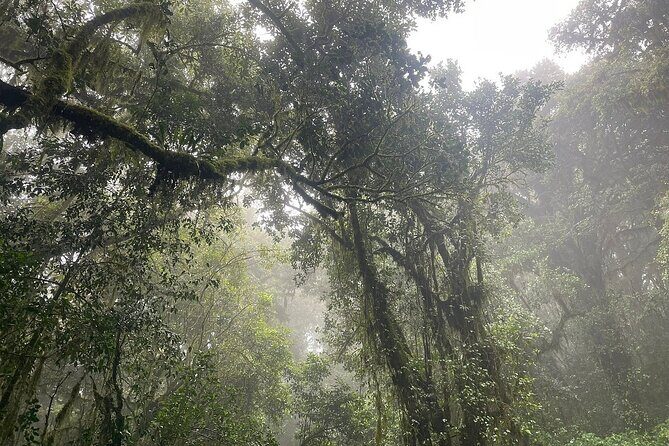Full Day Private Hiking Tour to Kilimanjaro Mountain - What’s Included and What’s Not