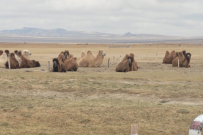 Full Day Private Jeep Tour to Elsen Tasarkhai, Semi-Gobi - A Detailed Look at the Semi-Gobi Jeep Tour