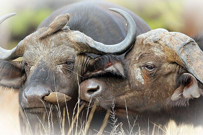 Full Day Private Kruger Park Safari - FAQs