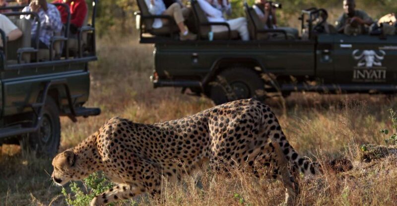 Full Day Private Kruger Safari from Hazyview - What Makes This Tour Stand Out?