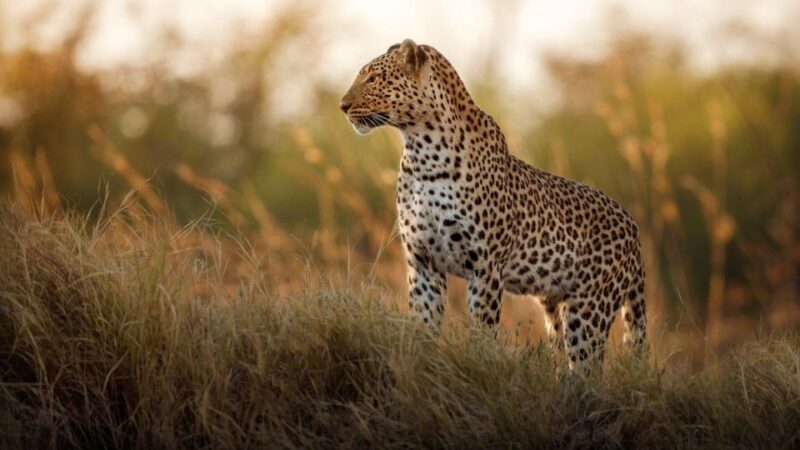 Full Day Private Kruger Safari from Hoedspruit - Key Points  