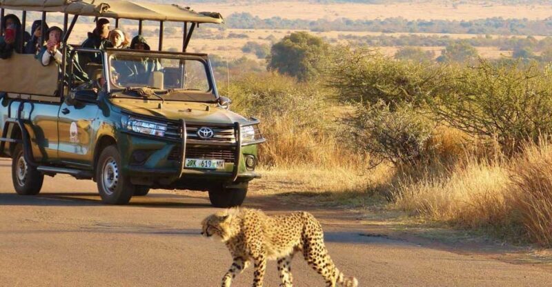 Full Day Private Kruger Safari from Hoedspruit - Wildlife Viewing: From Lions to Elephants  