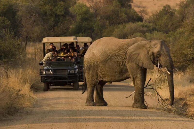 Full Day Private Kruger Safari from Hoedspruit - The Lunch and Rest Camp Stops  