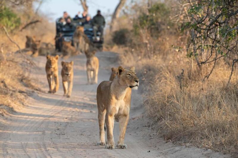 Full Day Private Kruger Safari from Hoedspruit - Practicalities: Transportation, Timing, and Group Size  