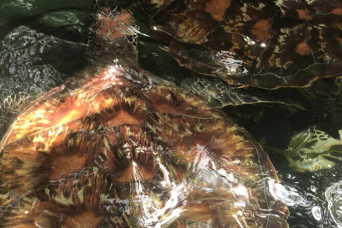 Full Day Private Mnemba Island + Turtles Aquarium & Kendwa Beach - Frequently Asked Questions
